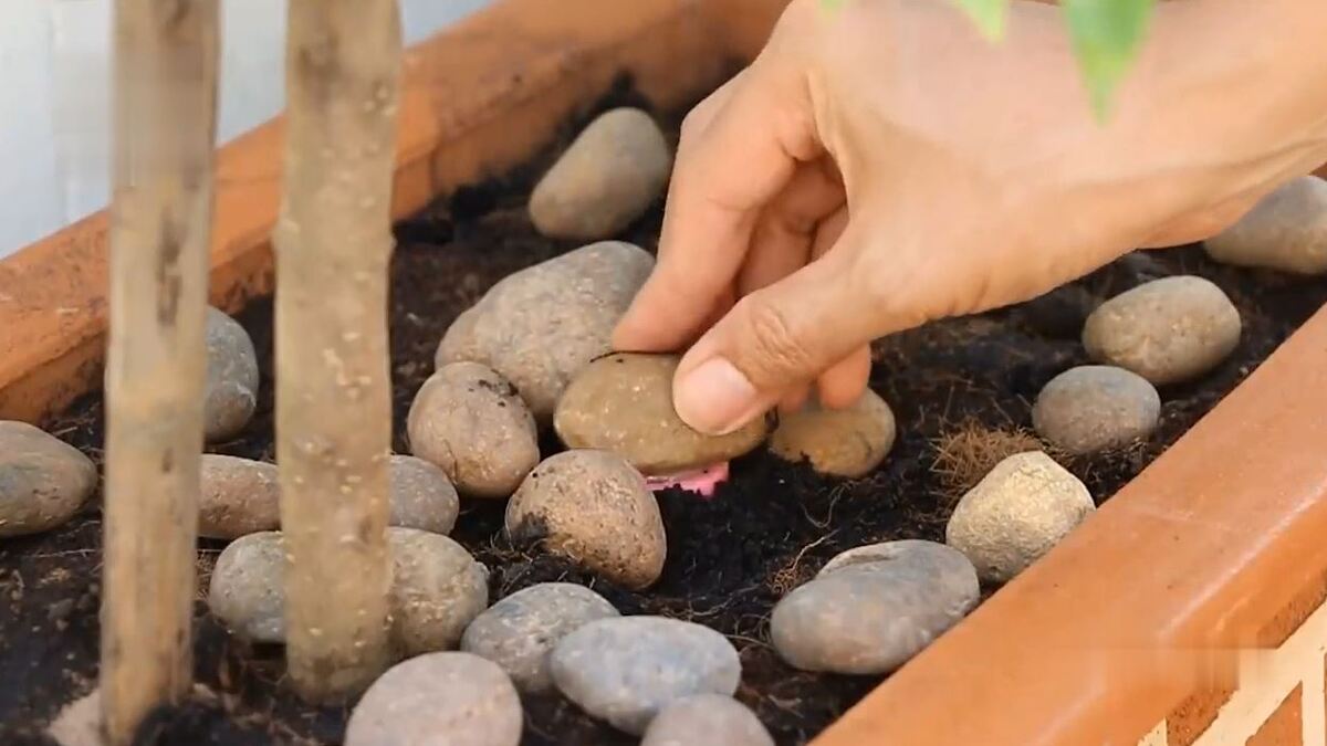Trang chủ 6 Ý Tưởng Sáng Tạo Với Đá Cuội Độc Đáo Cho Nhà Bạn